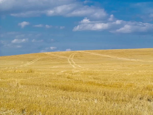 Mown field with a blue sky — Stock Photo, Image
