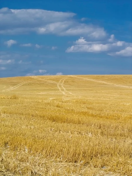 Mown field with a blue sky — Stock Photo, Image