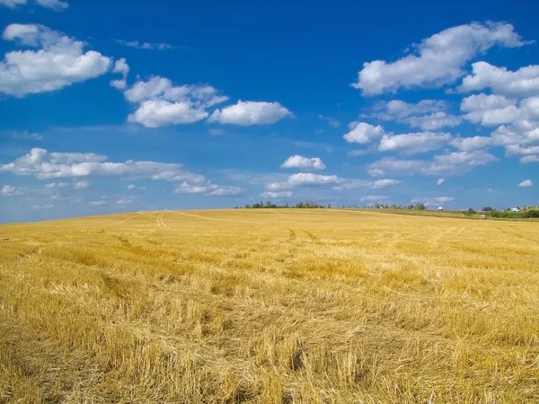 Gemähtes Feld mit blauem Himmel Stockfoto