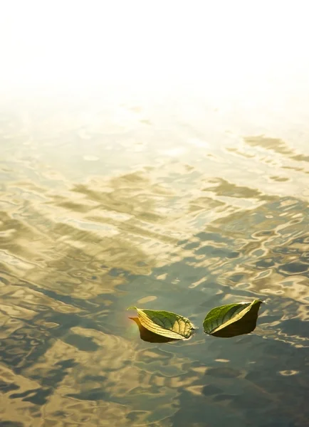 Dos hojas verdes en el agua — Foto de Stock