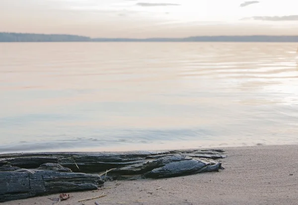 Rotten tree on the beach — Stock Photo, Image