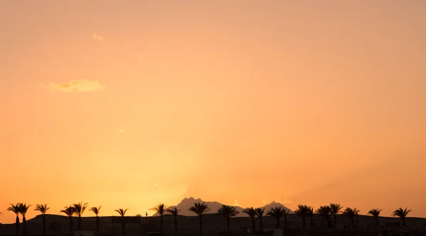 Palmy o zachodzie słońca — Zdjęcie stockowe