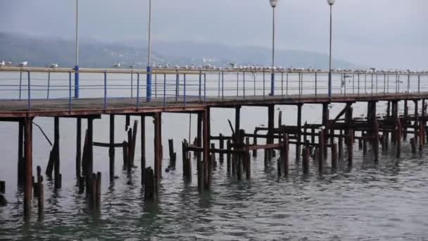 Sea Gulls on Old Wood Pier — Stock Video