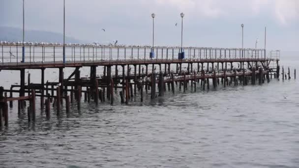 Sea Meeuwen op oude houten Pier — Stockvideo