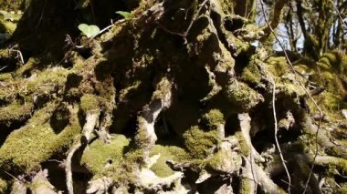 Moss dağ Gorge ağaçlarda