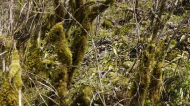 Moss dağ Gorge ağaçlarda