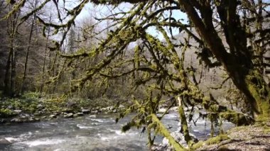 Dağ nehir ağaçlar ve Gorge taşlar arasında