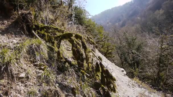 Moss op bomen in berg Gorge — Stockvideo