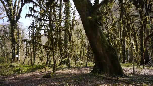 Moss en los árboles en la garganta de la montaña — Vídeos de Stock