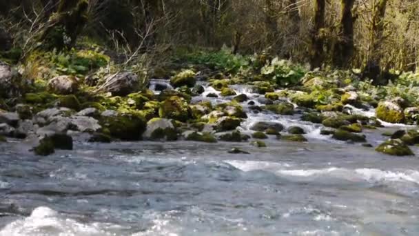 Río Montaña entre Árboles y Piedras en Garganta — Vídeos de Stock
