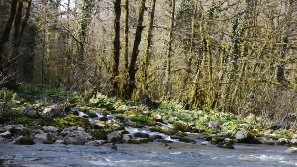 Gebirgsfluss zwischen Bäumen und Steinen in Schlucht — Stockvideo