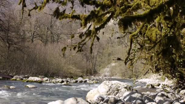 Gebirgsfluss zwischen Bäumen und Steinen in Schlucht — Stockvideo