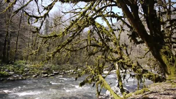 Horská řeka mezi stromy a kameny v rokli — Stock video