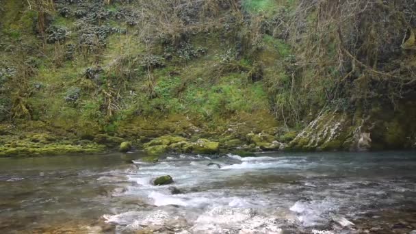 Gebirgsfluss zwischen Bäumen und Steinen in Schlucht — Stockvideo