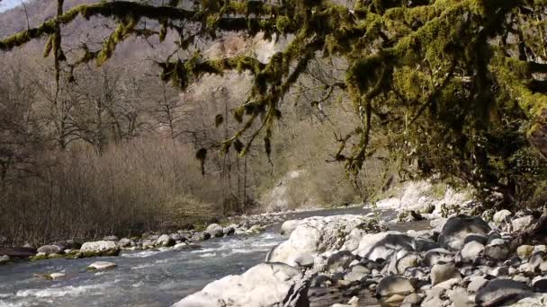 Berg rivier tussen bomen en stenen in Gorge — Stockvideo