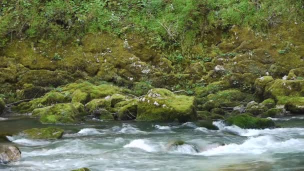 Ποτάμι βουνό ανάμεσα στα δέντρα και τις πέτρες στο φαράγγι — Αρχείο Βίντεο