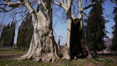 Erken Bahar sezonu dev Sycamores