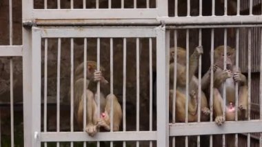 Bilimsel Apery maymunlar