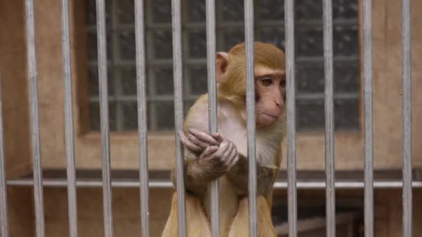 Monkeys in Scientific Apery — Stock Video