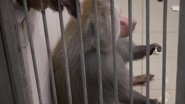 Monkeys in Scientific Apery — Stock Video