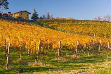 Piyemonte sonbahar bağ