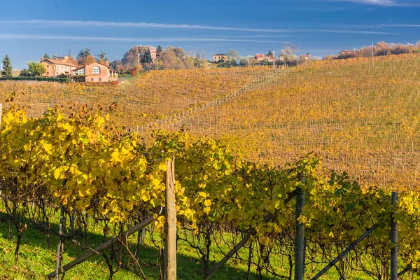 Viñedo de Otoño en Piamonte Fotos de stock libres de derechos