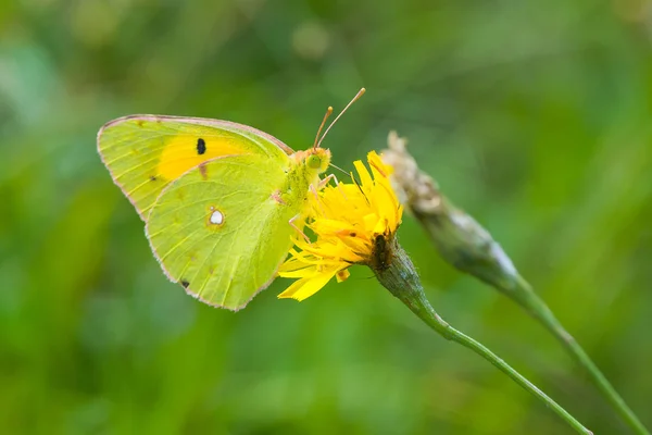 Gelber Schmetterling — Stockfoto