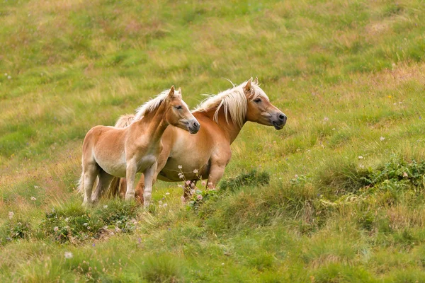 Palomino horse and her colt — Stock Photo, Image