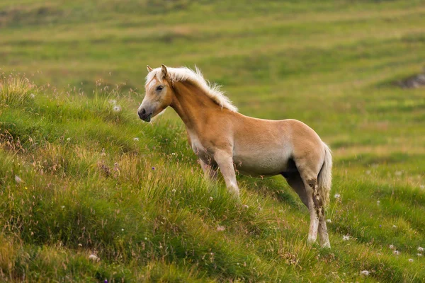Palomino horse grazing — Stock Photo, Image