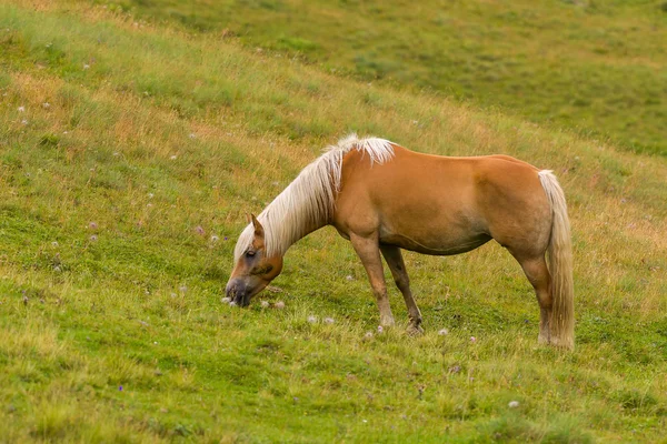 Palomino horse grazing — Stock Photo, Image