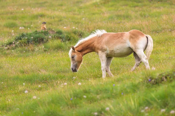 Palomino horse grazing — Stock Photo, Image