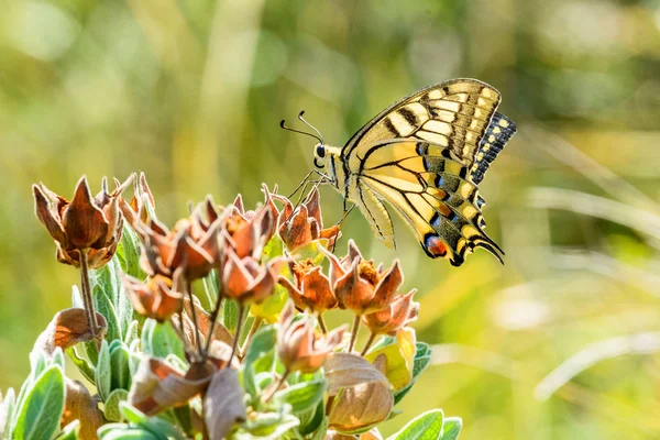 A Yellow Swallowtail — Stock Photo, Image