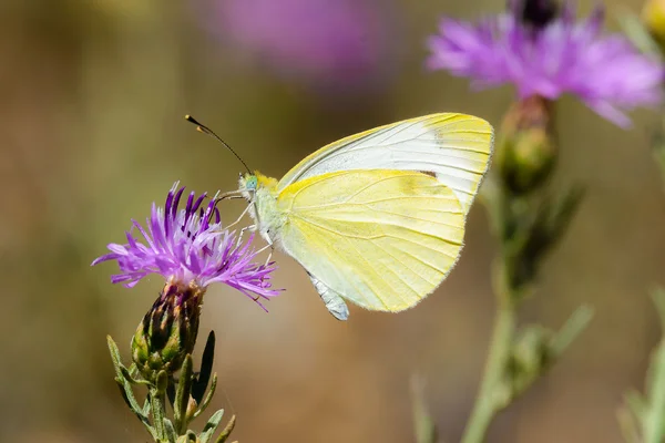 Kleine witte kool — Stockfoto