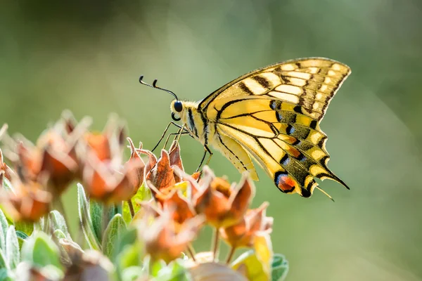 En gul Swallowtail — Stockfoto