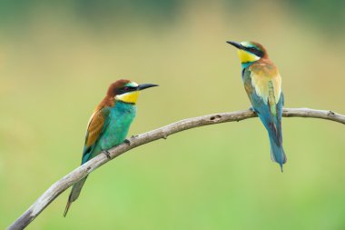 İki Bee-eaters dal