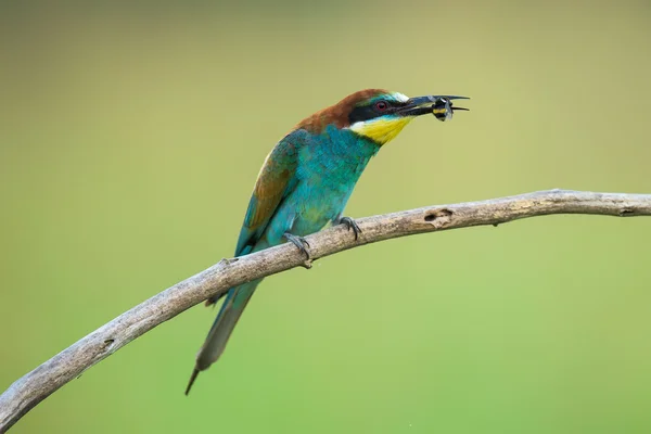 Bee-eater eating an insect — Stock Photo, Image