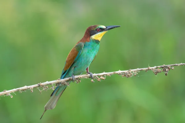 Bee-eater on a branch — Stock Photo, Image