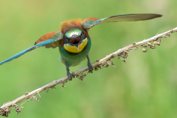 Bee-eater spreading wings — Stock Photo, Image