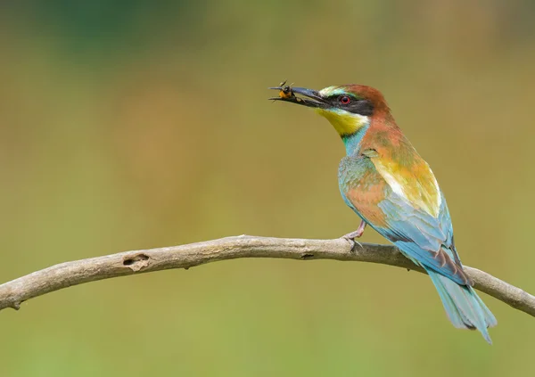 Bee-eater eating an insect — Stock Photo, Image