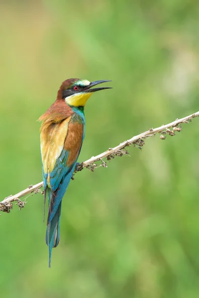 Bee-eater on a branch — Stock Photo, Image