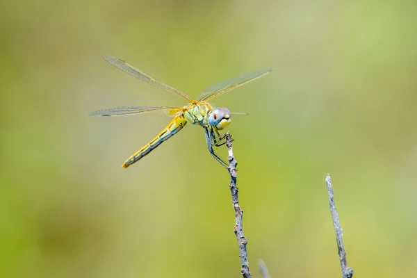 Gul dragonfly på en gren — Stockfoto