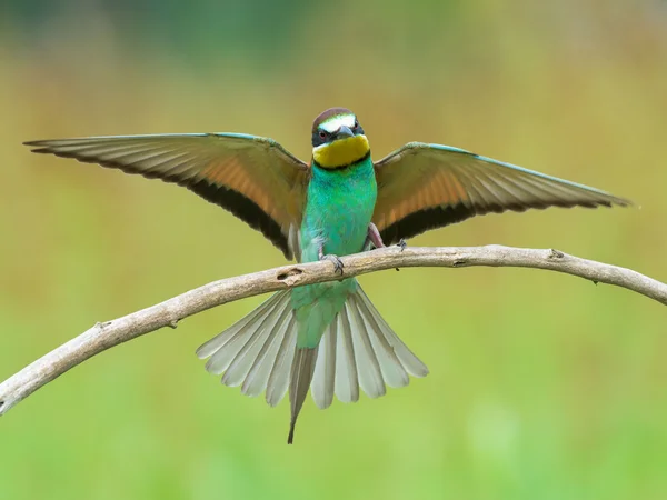 Bee-eater spreading wings — Stock Photo, Image
