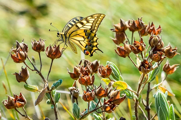 Yellow Swallowtail on a plant — Stock Photo, Image