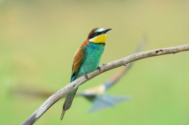 Bir dalda arı yiyici