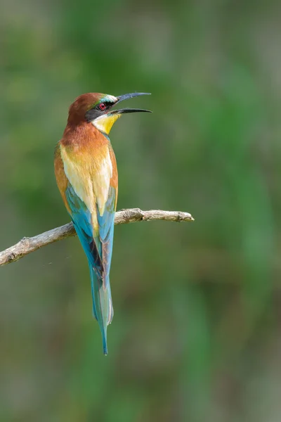 Bee-eater on a branch — Stock Photo, Image