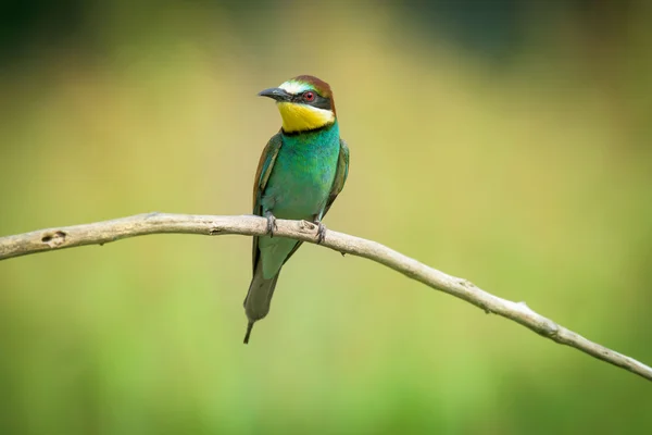 Biätare på en gren — Stockfoto