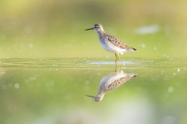 Yeşil düdükçün yansıtan