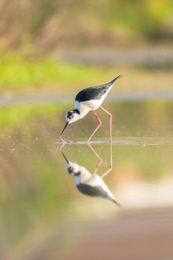 siyah kanatlı Uzunbacak