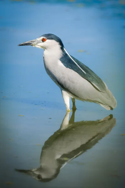 Night Heron reflecting — Stock Photo, Image