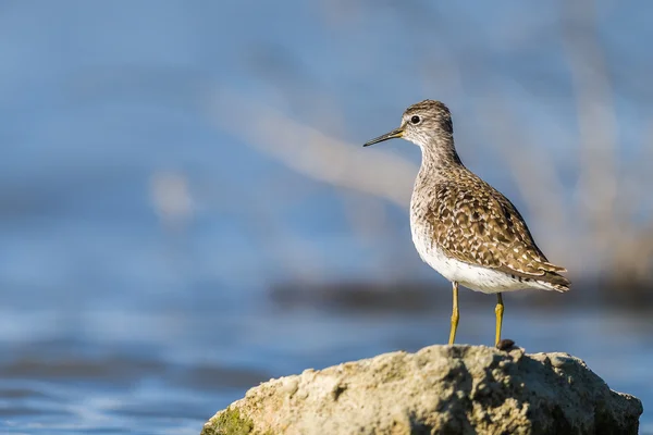 Green Sandpiper on a rock — Stock Photo, Image